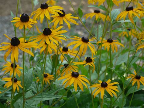 Black-eyed susan | Identify that Plant