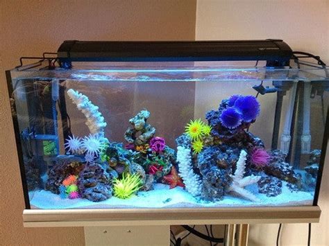 The Easiest Way to Setup a Saltwater Aquarium: Part 1 – Pinkyfilters.com