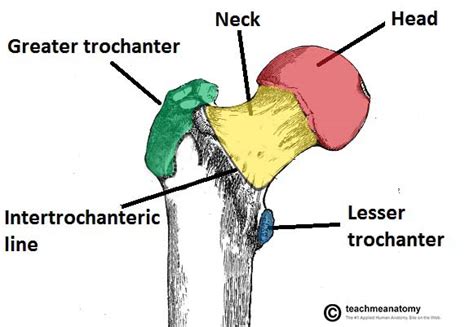 The Femur - Proximal - Distal - Shaft - TeachMeAnatomy