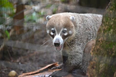 Brevard Zoo, Melbourne, FL - Leigh Michele