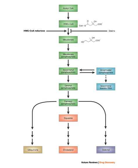 Figure 1 : Lovastatin and beyond: the history of the HMG-CoA reductase inhibitors : Nature ...