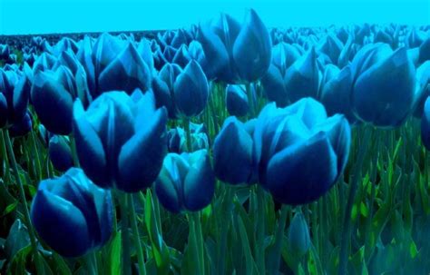 Free Daily Desktop, Android, iPhone Wallpaper by Webshots | Tulips, Blue tulips, Flowers