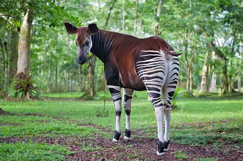 8 Reasons Why Okapis Are The Most Unique Animal Ever