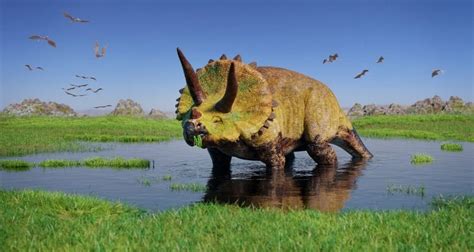 Fascinating Facts About Triceratops