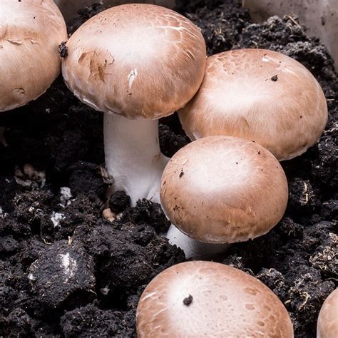 Button mushroom, brown - Agaricus bisporus - Pure culture for organic mushroom cultivation ...