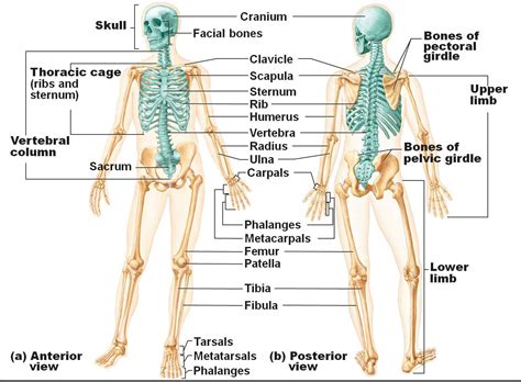 Human Skeletal System Diagram - coordstudenti