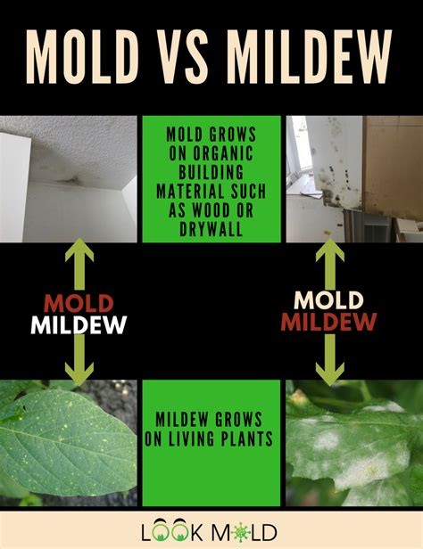 Do You Really Need A Mold Inspection & Is It Worth The Cost? | Mold ...