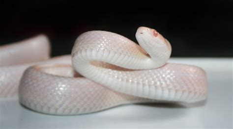 Corn Snake Morphs Guide