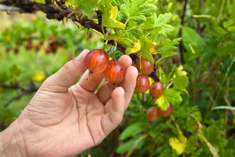 Fruits To Grow In The Shade - Learn About Shade Loving Fruits For The ...