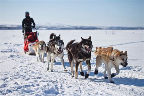 Free Images : working, snow, winter, running, vehicle, husky, dogs, team, harness, teamwork ...