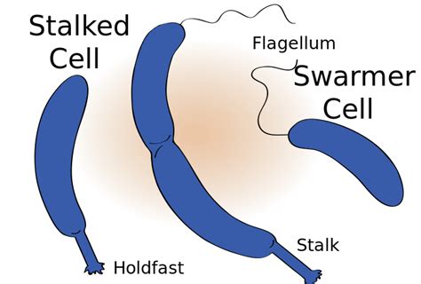 The Mermaid's Tale: Principles of life exemplified (again): cell membrane domains