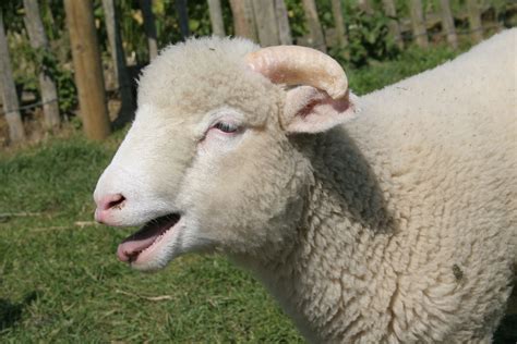 Dorset Horn..? | Sheep farm, Sheep, Sheep breeds