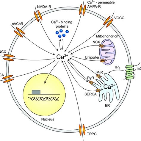 (PDF) Imaging Calcium in Neurons