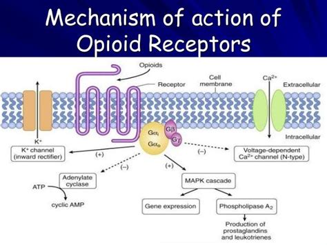 Opioid Analgesics Mechanism Of Action