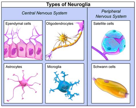 Medical Sciences | Free Full-Text | Disparities in Brain Cancer in the United States: A ...