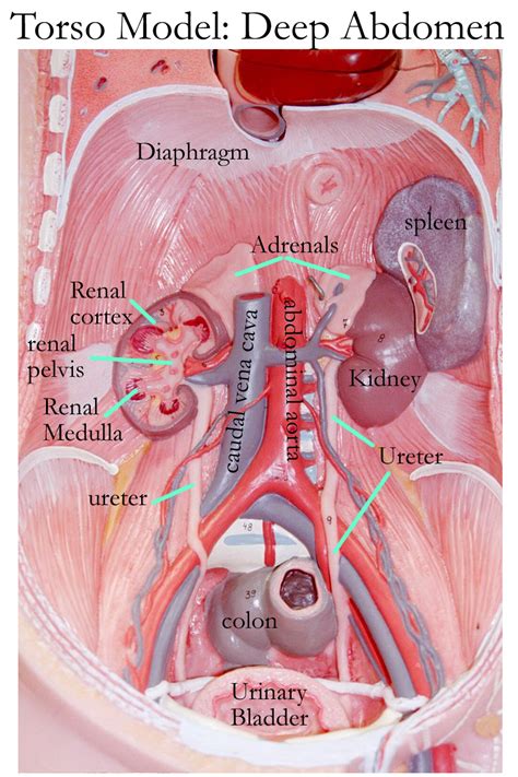 Diagram Of The Torso And Organs