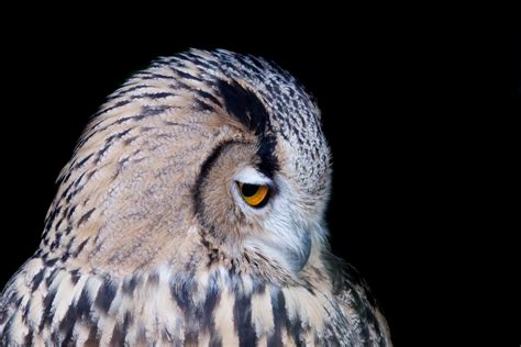 Owl Free Stock Photo - Public Domain Pictures