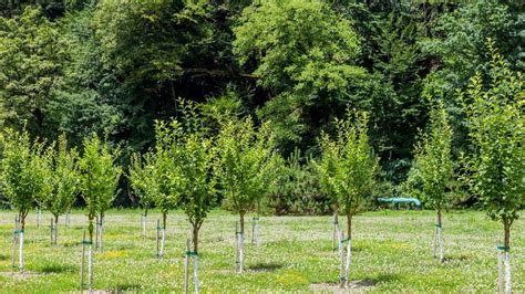 Northern Forest: Hull veterans to plant trees - BBC News