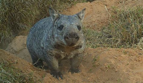 Help save the northern hairy-nosed wombat - Australian Geographic