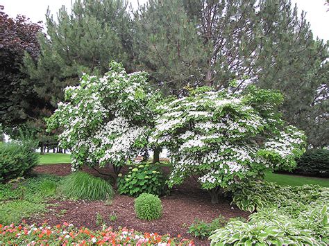 Chinese Dogwood (Cornus kousa 'var. chinensis') in Boston Hopkinton Chelmsford Massachusetts MA ...