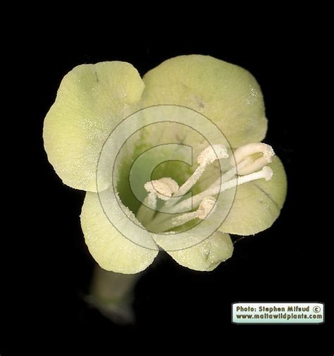 Hyoscyamus albus (White Henbane) : MaltaWildPlants.com - the online Flora of the Maltese Islands.