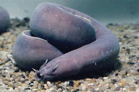 Mundo animal: conheça o Hagfish, um peixe feioso e nojento | Alto Astral