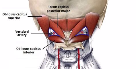 Kuvahaun tulos haulle suboccipital muscles