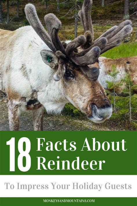 18 Fun Facts About Reindeer in Finland Beyond Pulling Santa's Sleigh