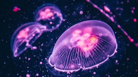 Glowing Jellyfish Wallpapers (52+ images inside)