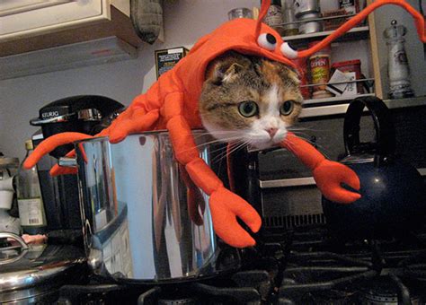 51 Terrifyingly Pawsome Halloween Cat Costumes | Bored Panda