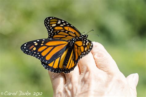 Flower Hill Farm: Monarch Butterfly Life Cycle: A Metamorphosis ~ Part ...