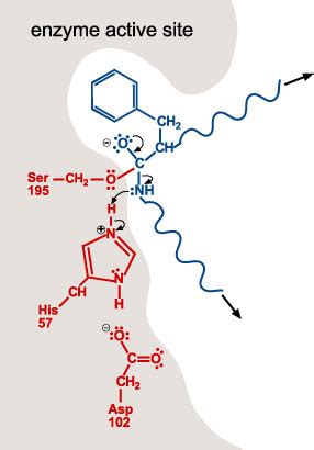 Chymotrypsin