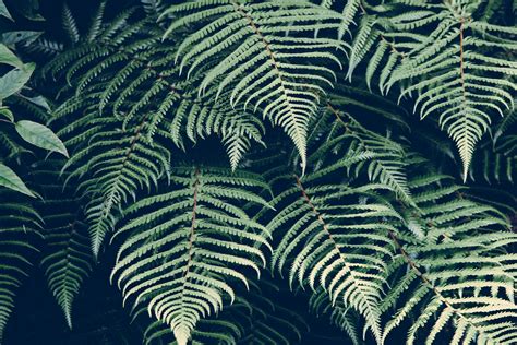 Free Images : nature, plant, leaf, pattern, line, green, jungle, botany ...