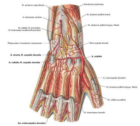 VESSELS AND NERVES OF THE DORSUM OF THE HAND ANATOMY | Hand anatomy, Extensor muscles, Nerve