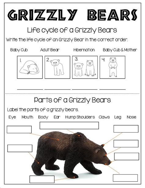 All About Grizzly Bears | Grizzly bear, Bears preschool, March lesson plans