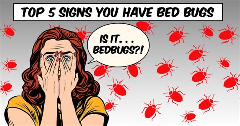 Top Signs You Have Bed Bugs | PestMax