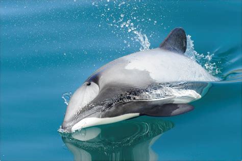 Take Action - Hector's and Maui's Dolphin SOS