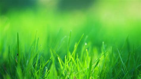 2560x1440 Green Grass Field 1440P Resolution ,HD 4k Wallpapers,Images ...