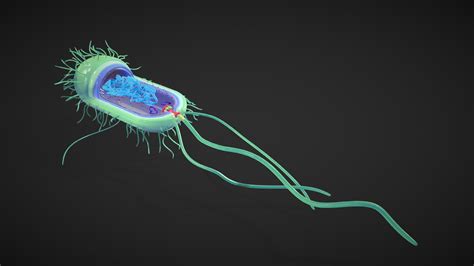 Prokaryotic Bacterial Cell Anatomy - Buy Royalty Free 3D model by Nima ...