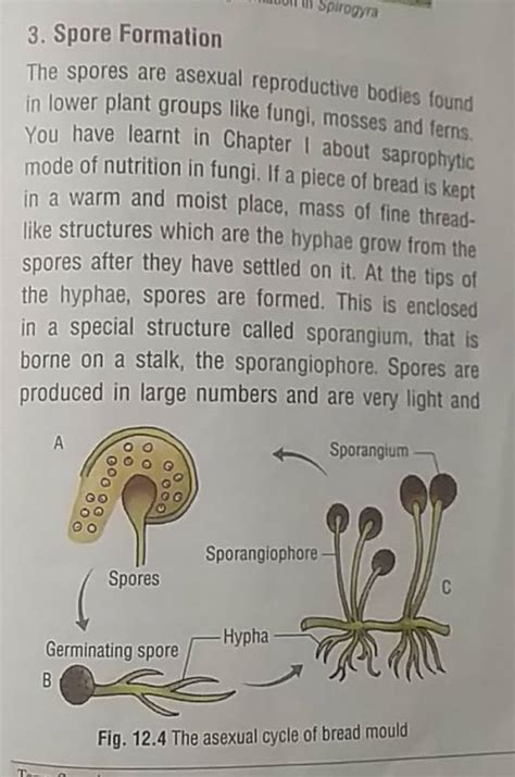 3. Spore Formation The spores are asexual reproductive bodies found in lo..