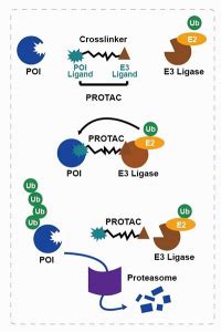 PROTAC Drug Discovery Research Platform | PROTAC terchnology