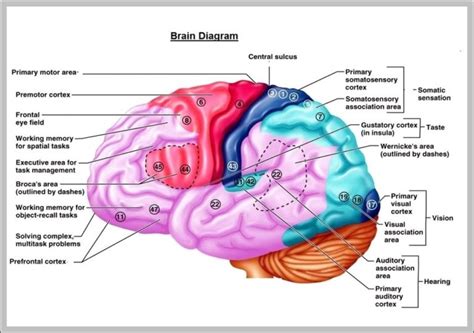 The Human Brain Diagram Image | Anatomy System - Human Body Anatomy ...