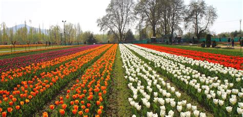 Kashmir Tulip Garden Festival 2023: Dates, Location, And Highlights