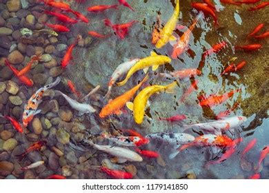 Goldfish Pond Stock Photo 1179141850 | Shutterstock