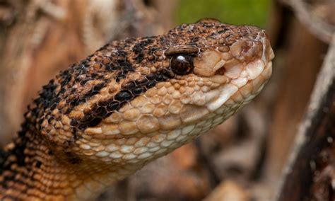 Close up of a Viper Snake's Head