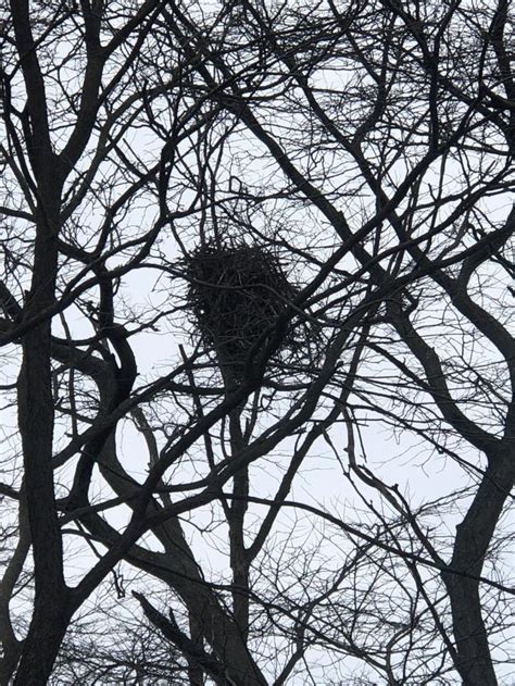 Conservation Corner: Bald eagle nest estimates reach record levels