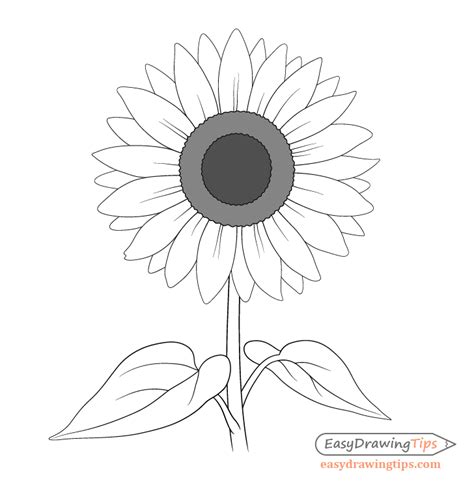 How to Draw a Sunflower Step by Step - EasyDrawingTips