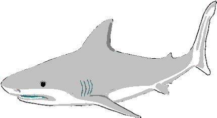 Bull Shark Clipart Invertebrate - Bullhead Shark - (469x319) Png Clipart Download