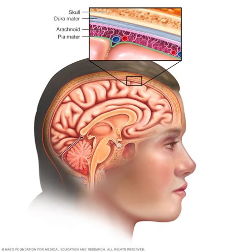 Meninges - Mayo Clinic