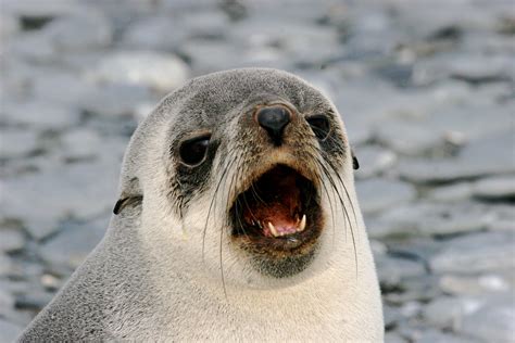 This is an Antarctic Fur seal pup. A fun fact about Fur seals: they ...